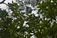 Crossostylis grandiflora