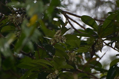 Crossostylis grandiflora