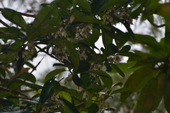 Crossostylis grandiflora