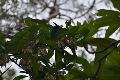 Crossostylis grandiflora