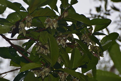Crossostylis grandiflora