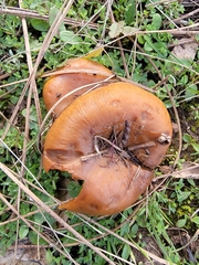 Pholiota brunnescens