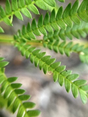 Acacia pentadenia