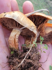 Pholiota brunnescens