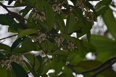 Crossostylis grandiflora