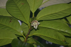 Crossostylis grandiflora