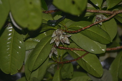 Crossostylis grandiflora