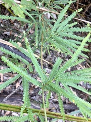 Acacia pentadenia
