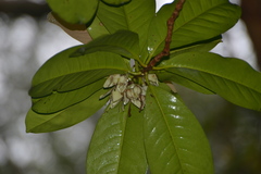 Crossostylis grandiflora