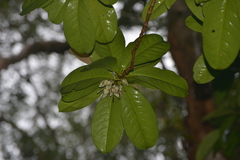 Crossostylis grandiflora