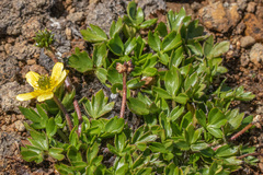 Ranunculus triplodontus