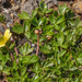 Ranunculus triplodontus - Photo (c) timrudman, some rights reserved (CC BY-NC), uploaded by timrudman