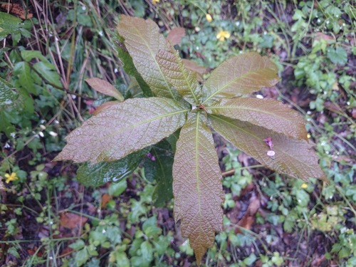 loquat leaf oak