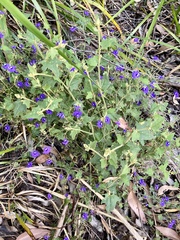 Dampiera hederacea