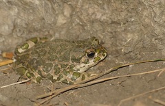 Bufotes viridis viridis
