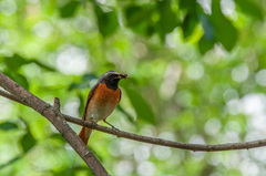 Phoenicurus phoenicurus