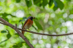 Phoenicurus phoenicurus