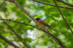 Phoenicurus phoenicurus