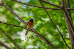 Phoenicurus phoenicurus