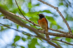 Phoenicurus phoenicurus