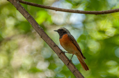 Phoenicurus phoenicurus