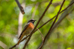 Phoenicurus phoenicurus