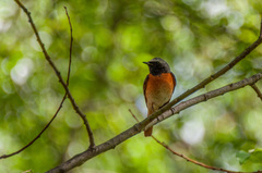 Phoenicurus phoenicurus