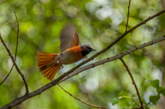 Phoenicurus phoenicurus