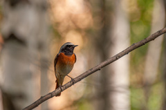 Phoenicurus phoenicurus