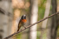 Phoenicurus phoenicurus