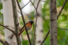 Phoenicurus phoenicurus