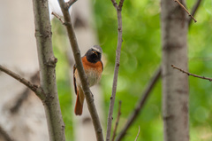 Phoenicurus phoenicurus