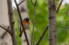 Phoenicurus phoenicurus