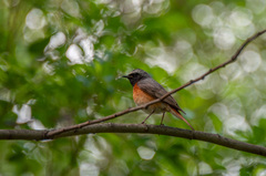 Phoenicurus phoenicurus