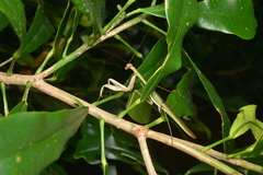 Notomantis brunneriana