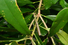 Notomantis brunneriana