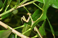 Notomantis brunneriana