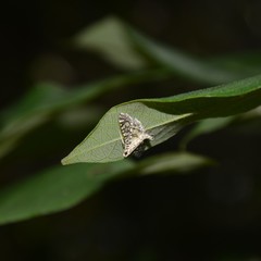 Glyphodes onychinalis