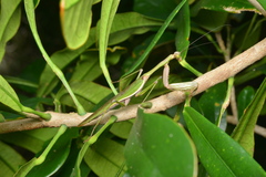 Notomantis brunneriana