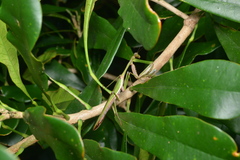 Notomantis brunneriana