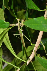 Notomantis brunneriana