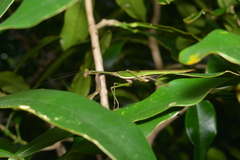 Notomantis brunneriana