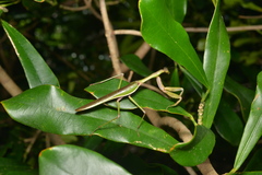 Notomantis brunneriana