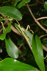 Notomantis brunneriana