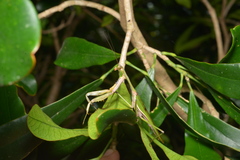 Notomantis brunneriana