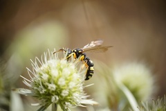 Cerceris