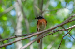 Phoenicurus phoenicurus