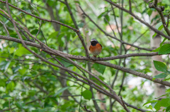 Phoenicurus phoenicurus