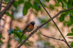 Phoenicurus phoenicurus