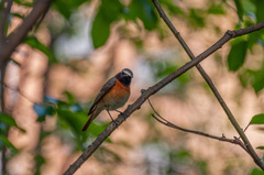 Phoenicurus phoenicurus